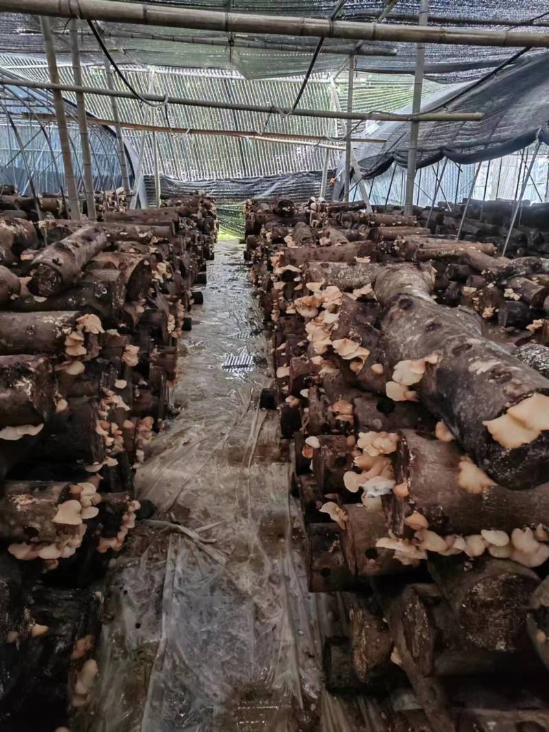 热销椴木羊肚耳，精品干货厂家直销，干净无杂，正宗生态源头