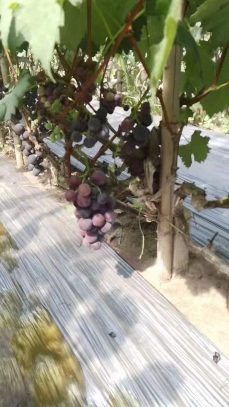 【热卖】河北藤稔葡萄新鲜水果精品葡萄现货大量供应