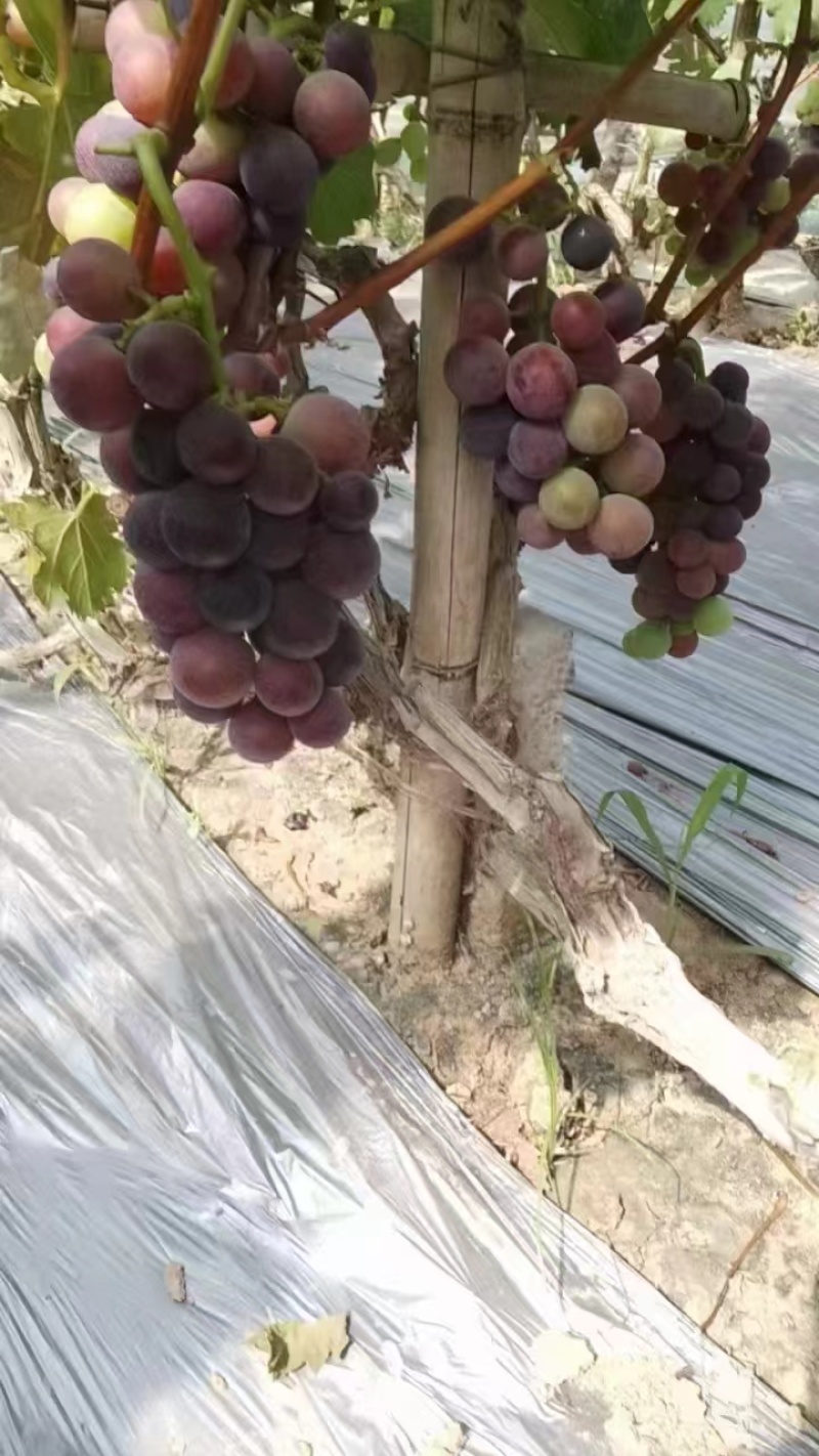 【热卖】河北藤稔葡萄新鲜水果精品葡萄现货大量供应