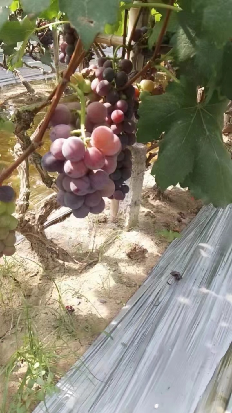 【热卖】河北藤稔葡萄新鲜水果精品葡萄现货大量供应