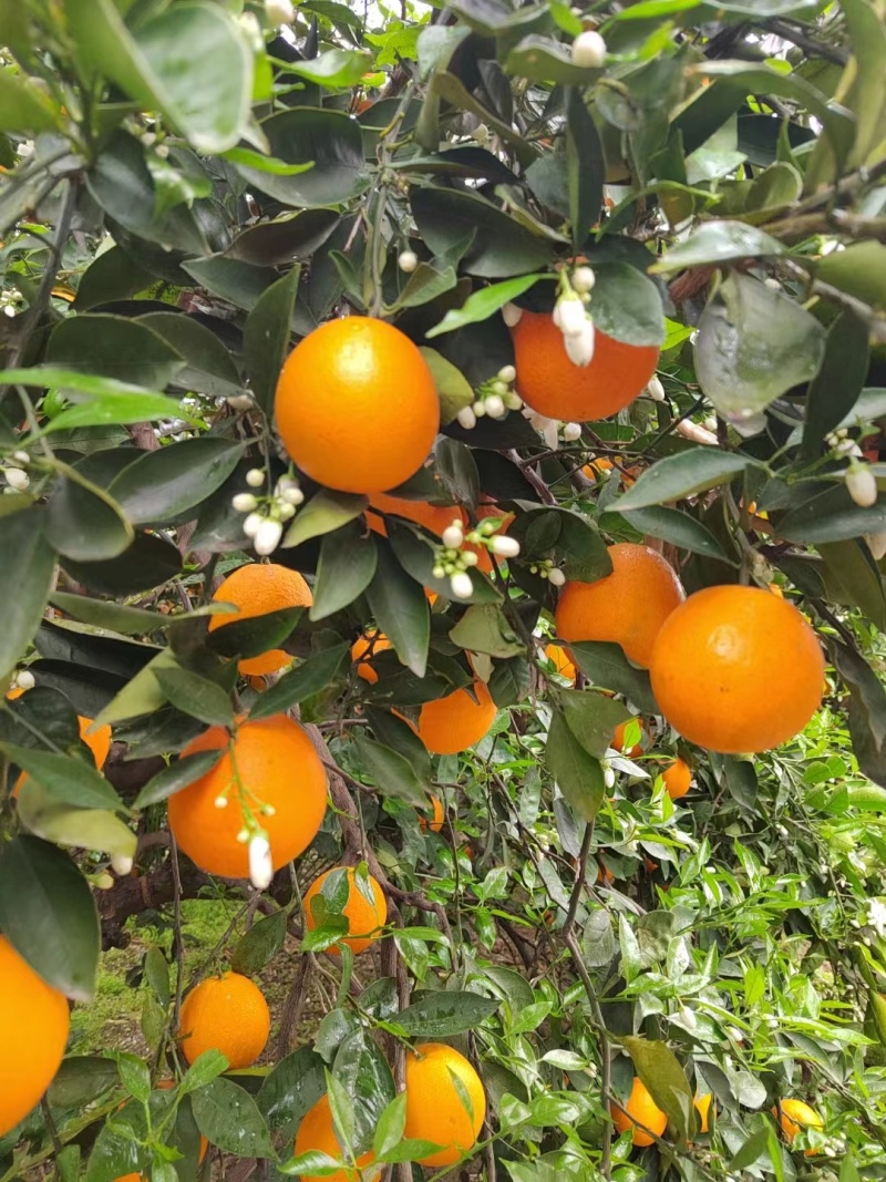 湖北夏橙大量上市，质量保证，对接市场超市电商，量大优惠