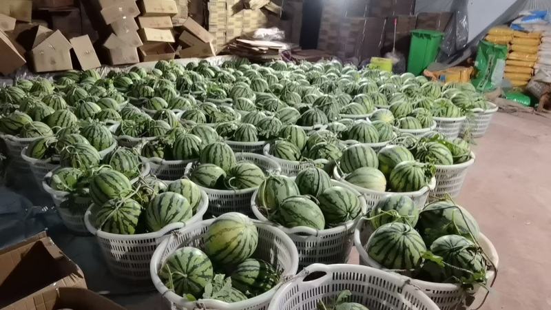 大棚西瓜8424美都早佳乐都，甜王