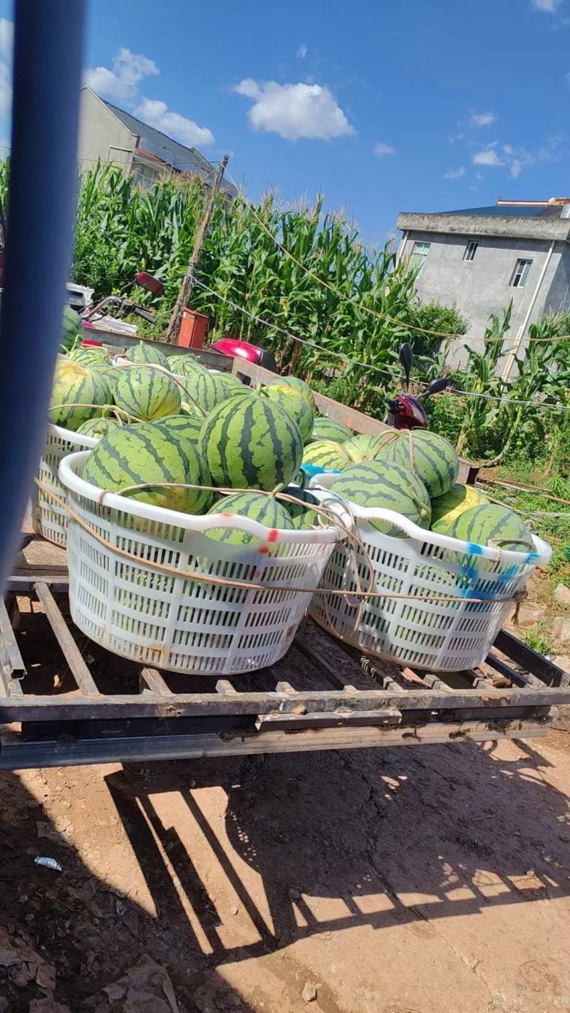 大棚西瓜8424美都早佳乐都，甜王