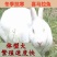 兔子