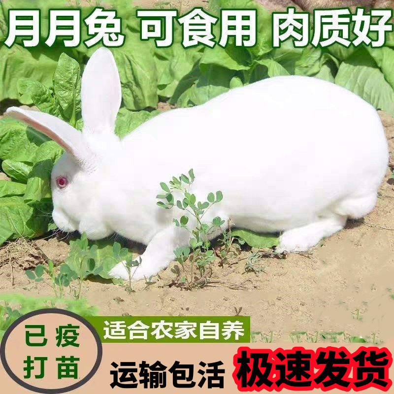 兔子