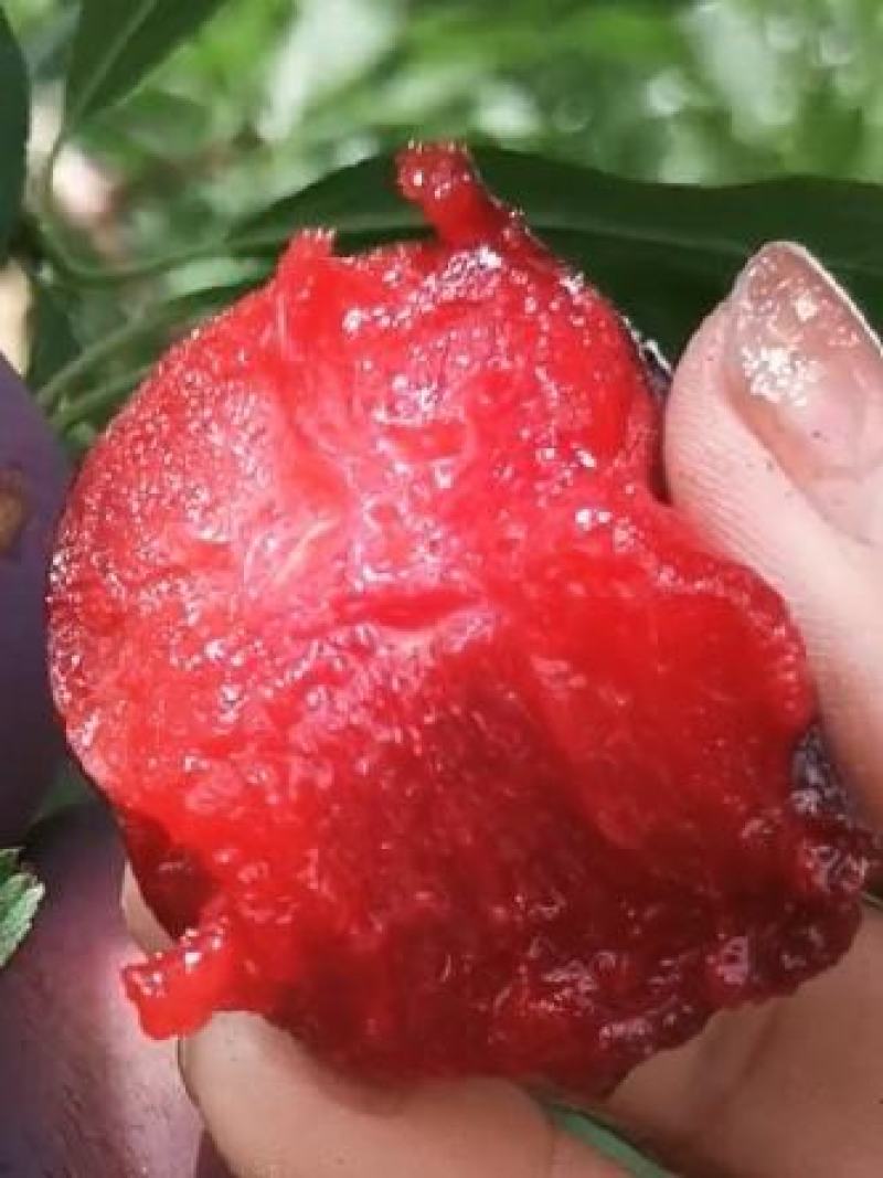 风味玫瑰已成熟，颜色漂亮，果肉爽甜可口，我们这里基地多
