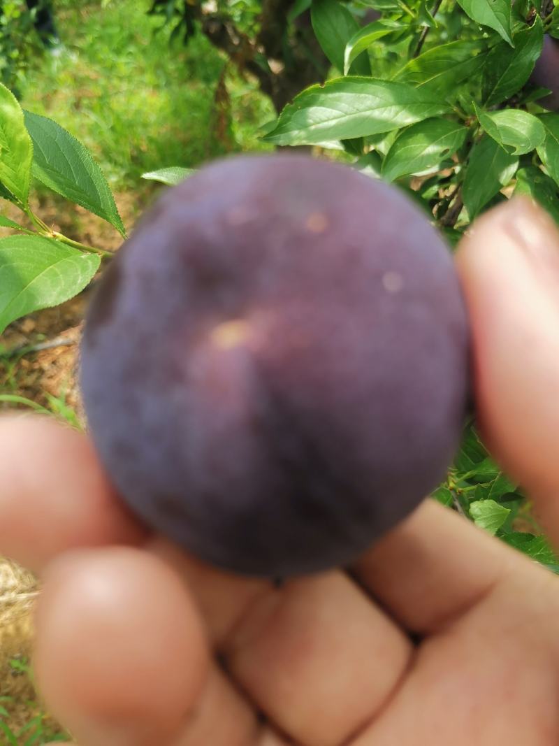 风味玫瑰已成熟，颜色漂亮，果肉爽甜可口，我们这里基地多