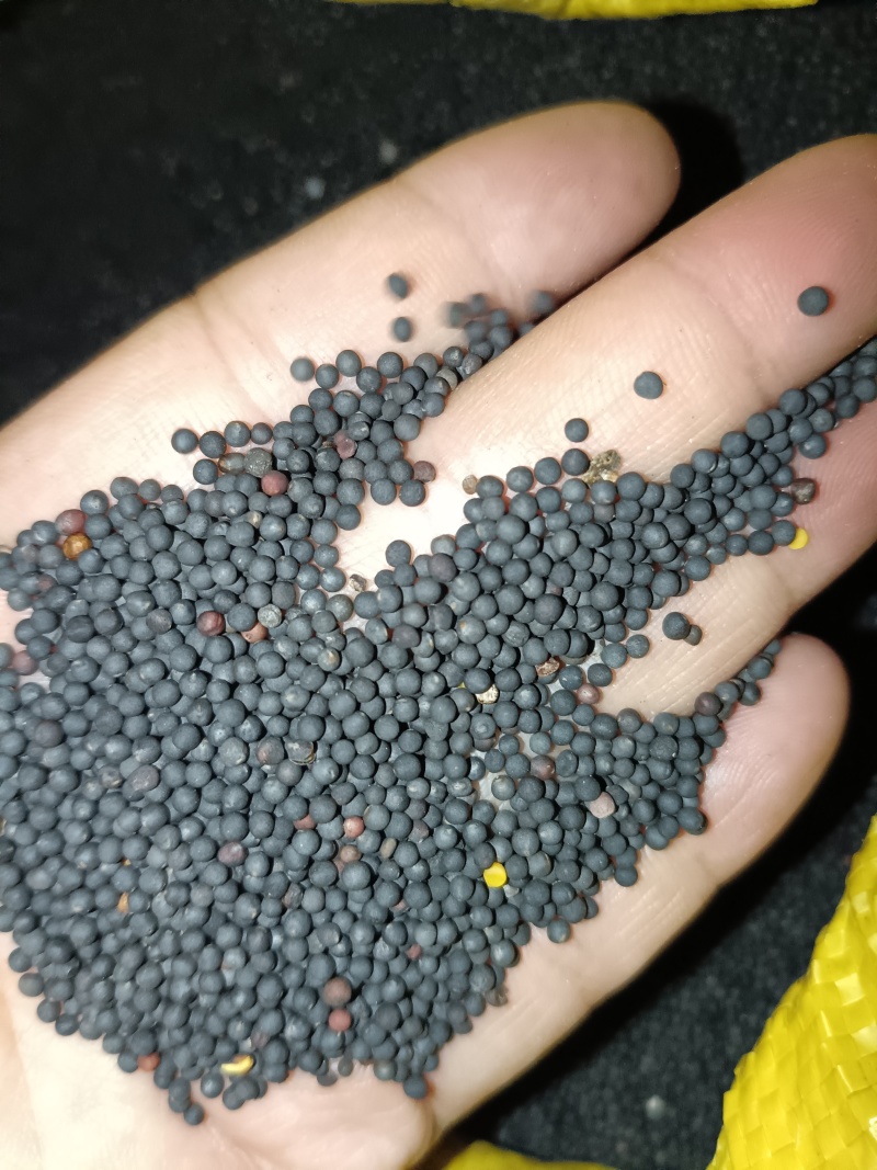 优质油菜籽自家种植可大数量收购！！价格可电话谈！