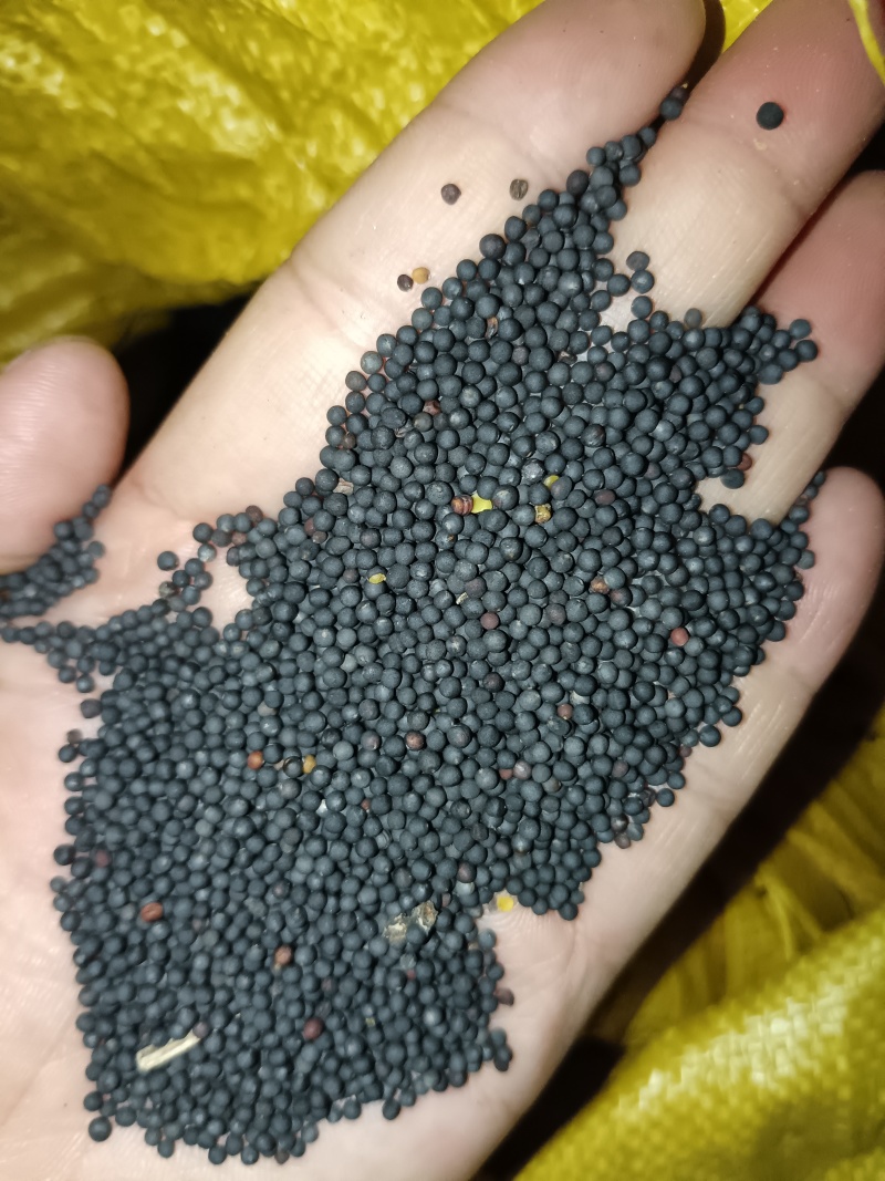 优质油菜籽自家种植可大数量收购！！价格可电话谈！