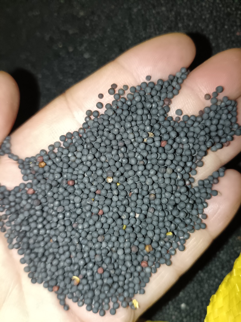 优质油菜籽自家种植可大数量收购！！价格可电话谈！