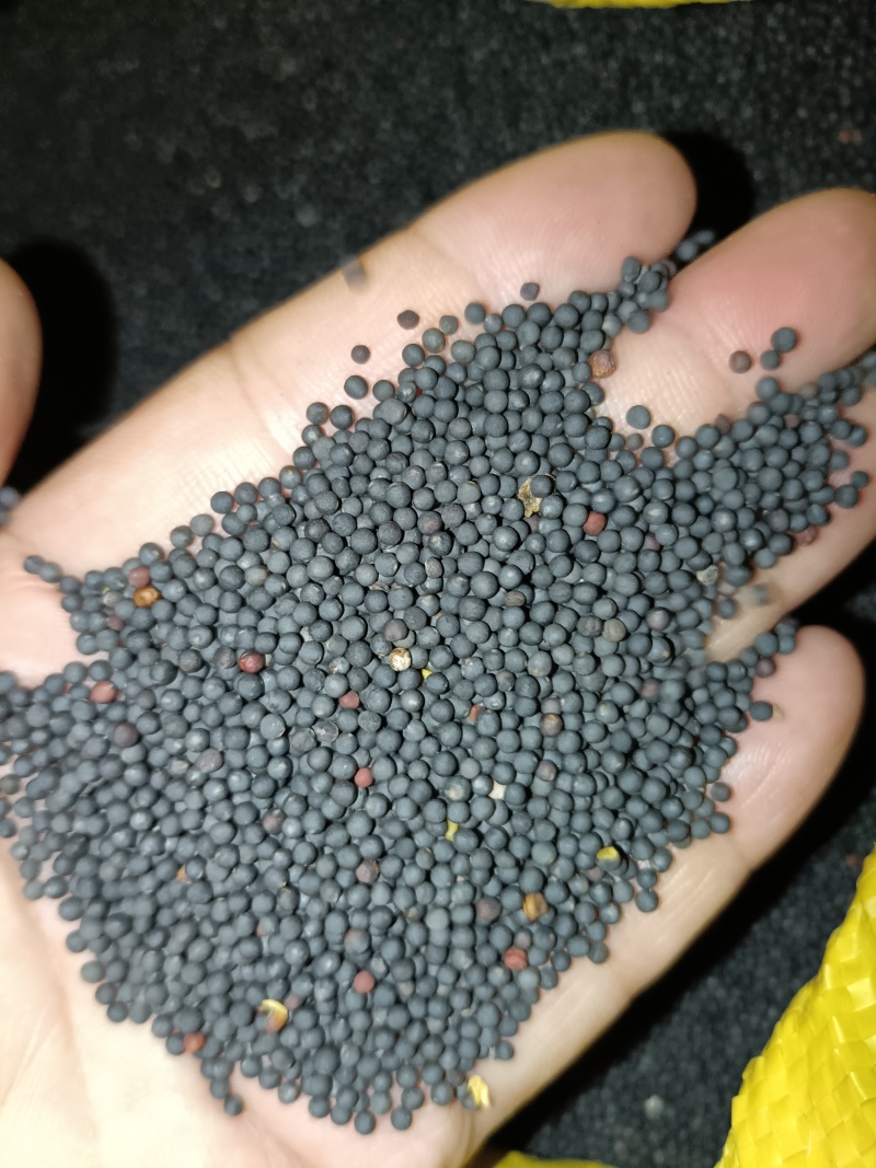 优质油菜籽自家种植可大数量收购！！价格可电话谈！