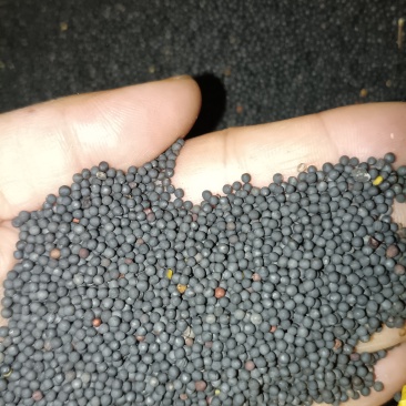 优质油菜籽自家种植可大数量收购！！价格可电话谈！
