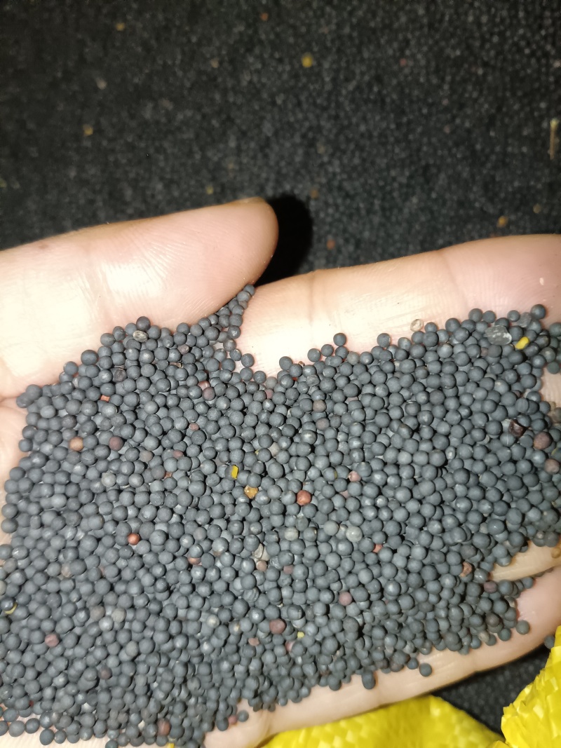 优质油菜籽自家种植可大数量收购！！价格可电话谈！