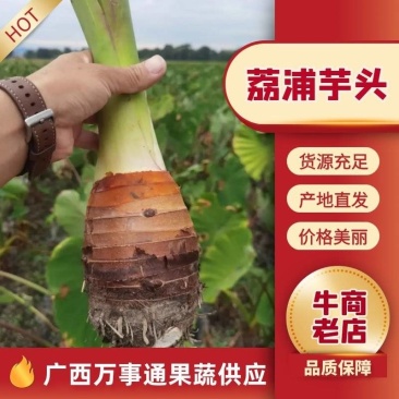广西香芋荔浦芋头一手货源/对接电商/市场/大型商超