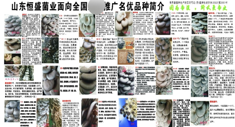 颜色黑，叶片肥厚，耐温抗病“黑平301”母种，原种栽培种