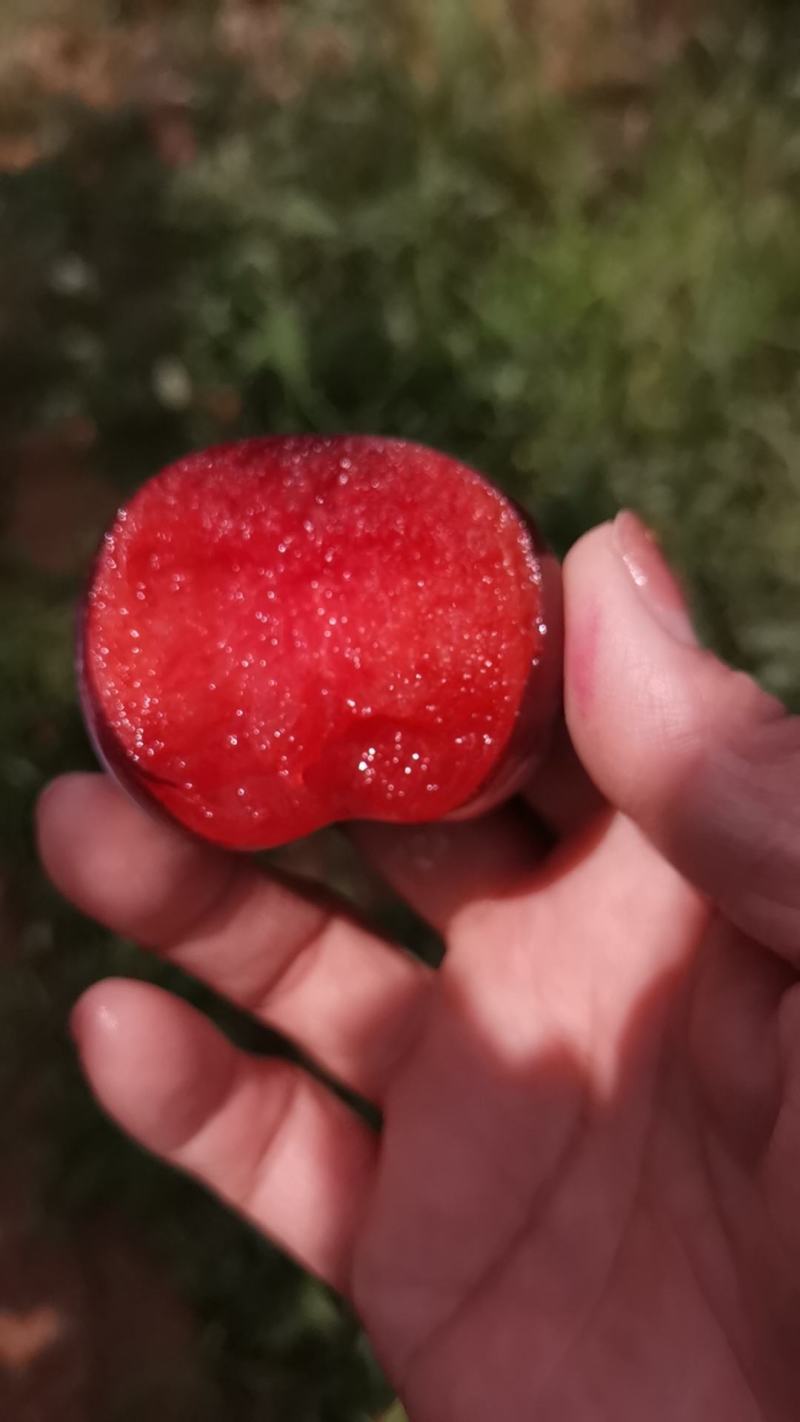风味玫瑰已成熟，颜色漂亮，果肉爽甜可口，我们这里基地多