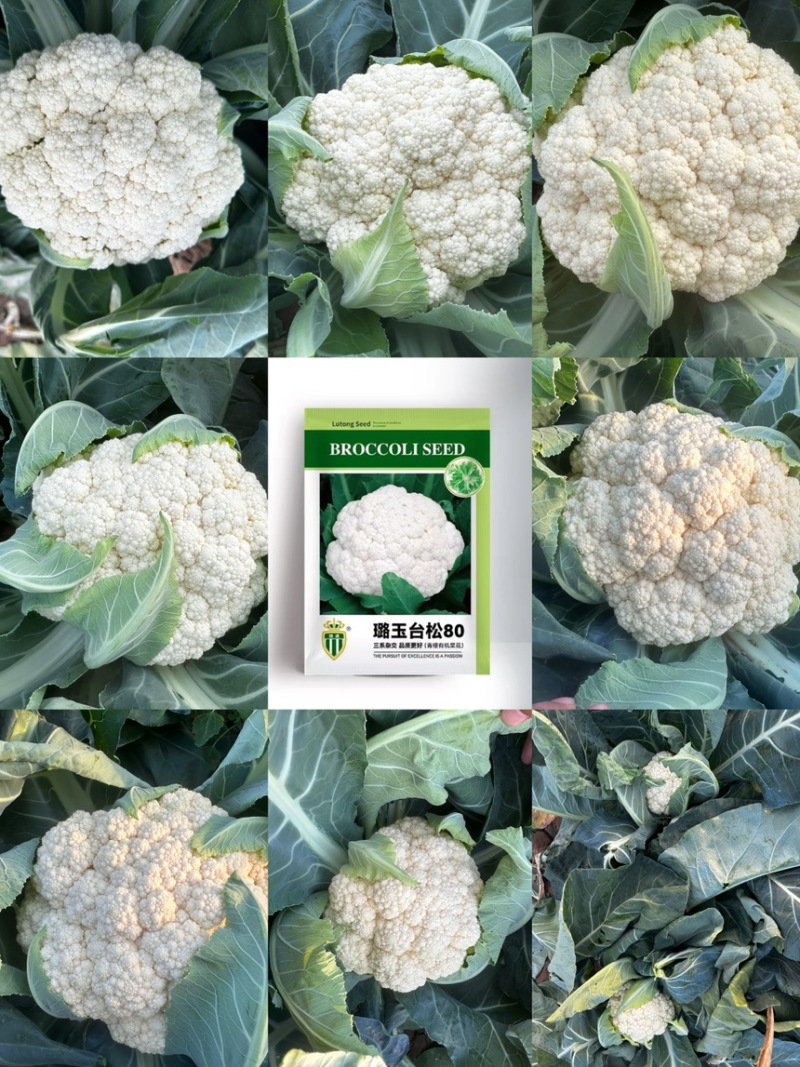 台松60-80花椰菜种子松花种子蔬菜基地专用