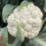 台松60-80花椰菜种子松花种子蔬菜基地专用