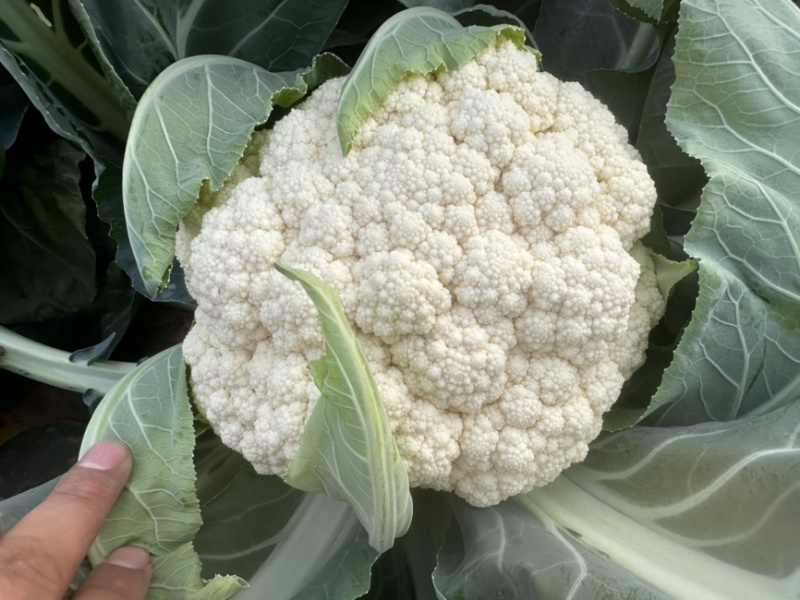 台松60-80花椰菜种子松花种子蔬菜基地专用