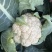 台松60-80花椰菜种子松花种子蔬菜基地专用