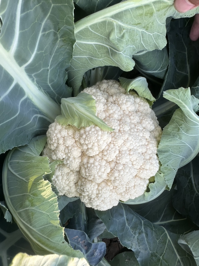 台松60-80花椰菜种子松花种子蔬菜基地专用