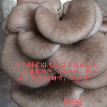 高温灰色品种‘伏99’，任何食用菌研究所没有这个品种