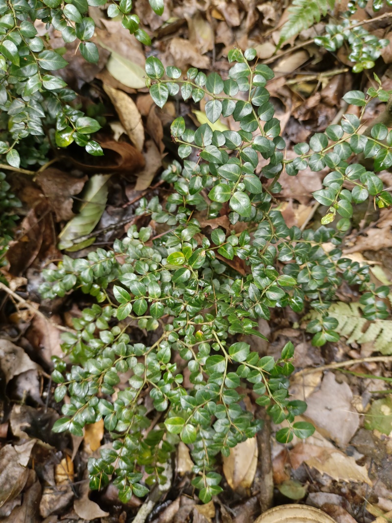 锈花针，虎刺