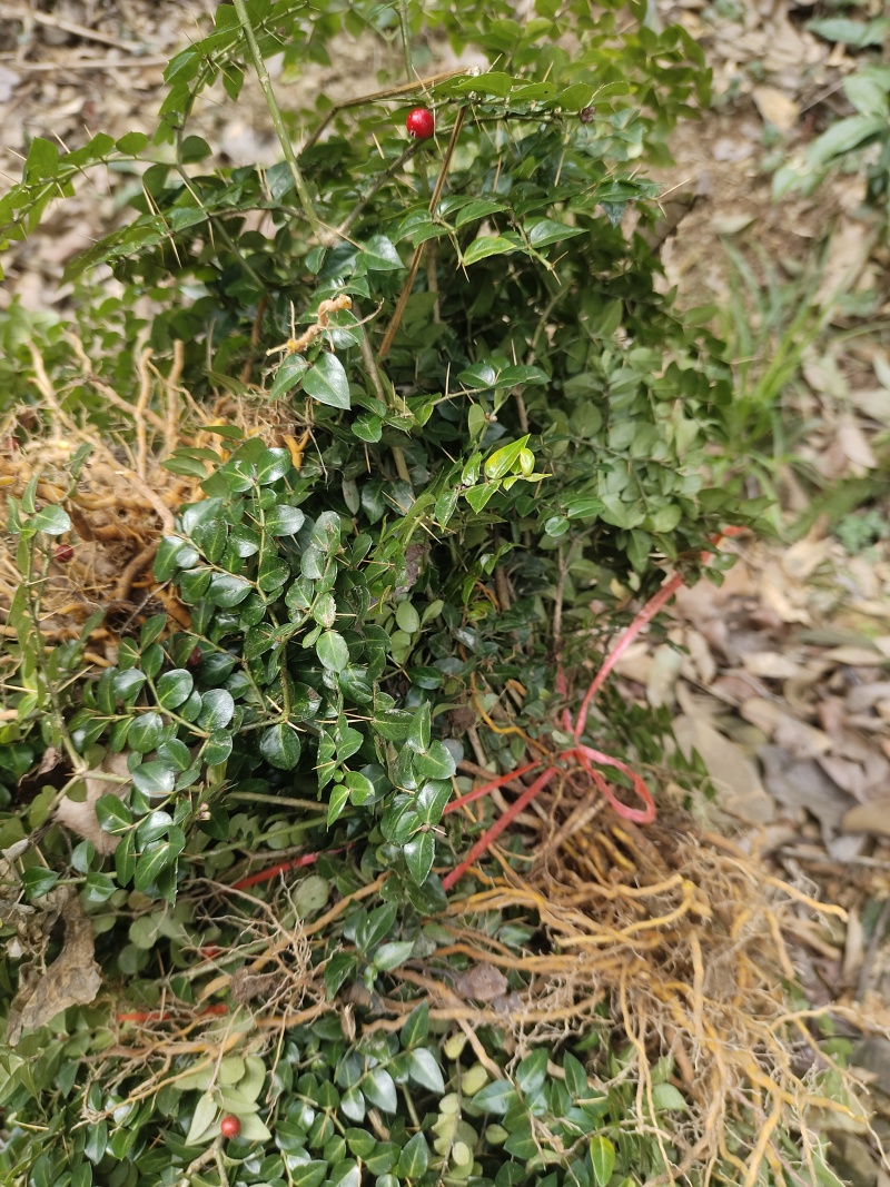锈花针，虎刺