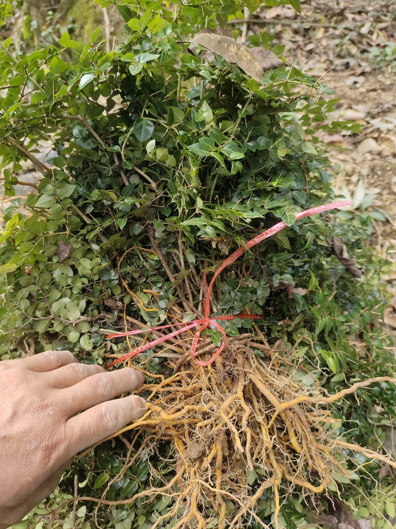 锈花针，虎刺