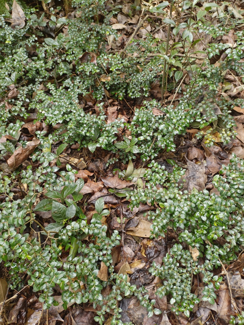 锈花针，虎刺