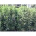 绿化工程苗法国冬青树苗珊瑚树苗直立冬青庭院篱笆围墙植物