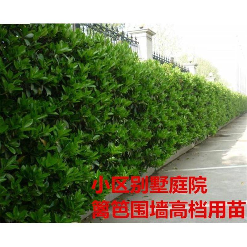 绿化工程苗法国冬青树苗珊瑚树苗直立冬青庭院篱笆围墙植物