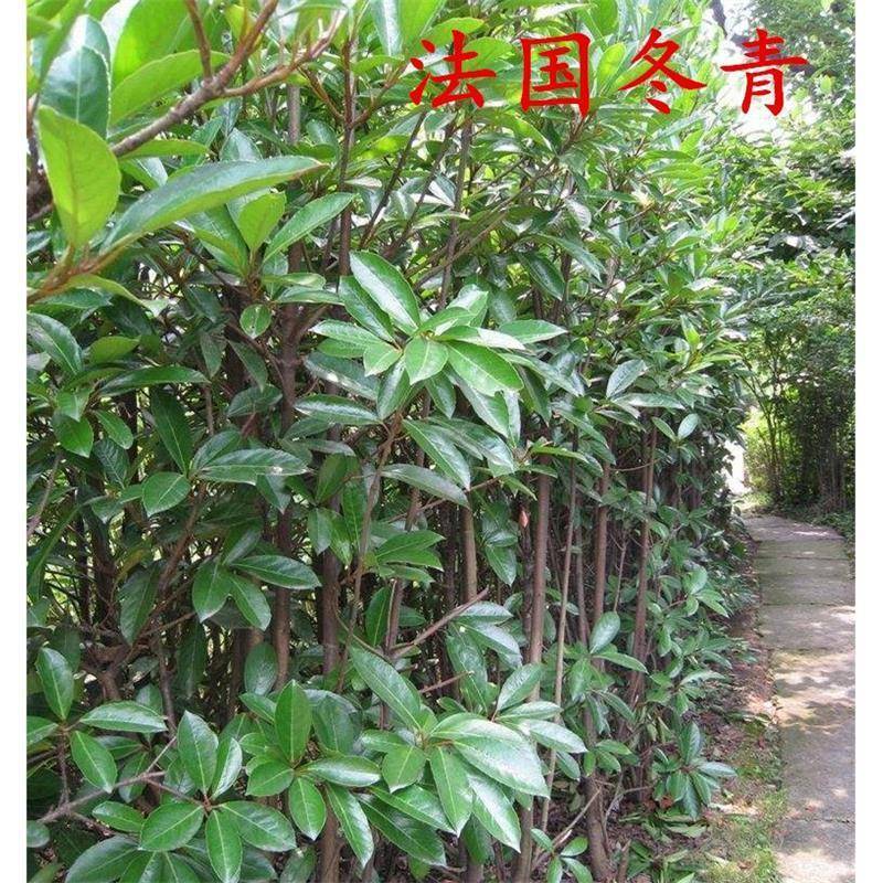 绿化工程苗法国冬青树苗珊瑚树苗直立冬青庭院篱笆围墙植物