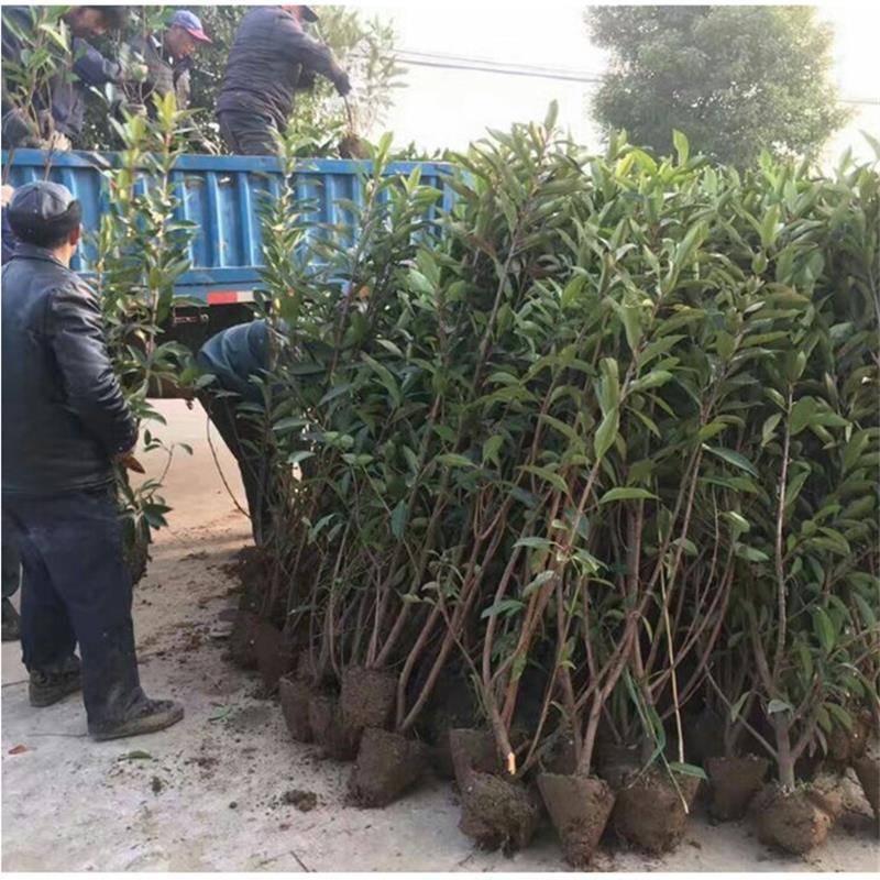 绿化工程苗法国冬青树苗珊瑚树苗直立冬青庭院篱笆围墙植物