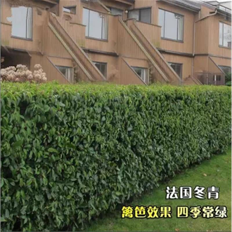 绿化工程苗法国冬青树苗珊瑚树苗直立冬青庭院篱笆围墙植物