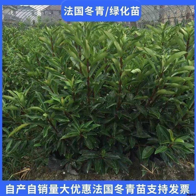 绿化工程苗法国冬青树苗珊瑚树苗直立冬青庭院篱笆围墙植物