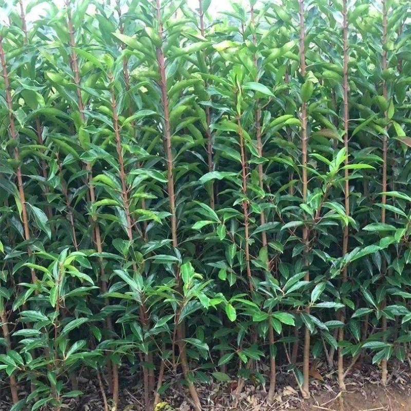 绿化工程苗法国冬青树苗珊瑚树苗直立冬青庭院篱笆围墙植物
