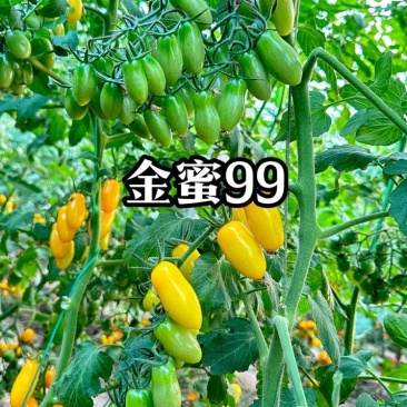 花生小番茄苗圣女果苗花生小柿子苗花生圣女果苗