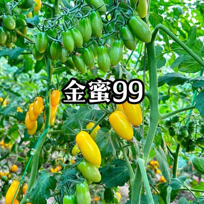花生小番茄苗圣女果苗花生小柿子苗花生圣女果苗
