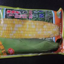 昌甜9312双色甜玉米种子，大棒高产好吃，市场畅销