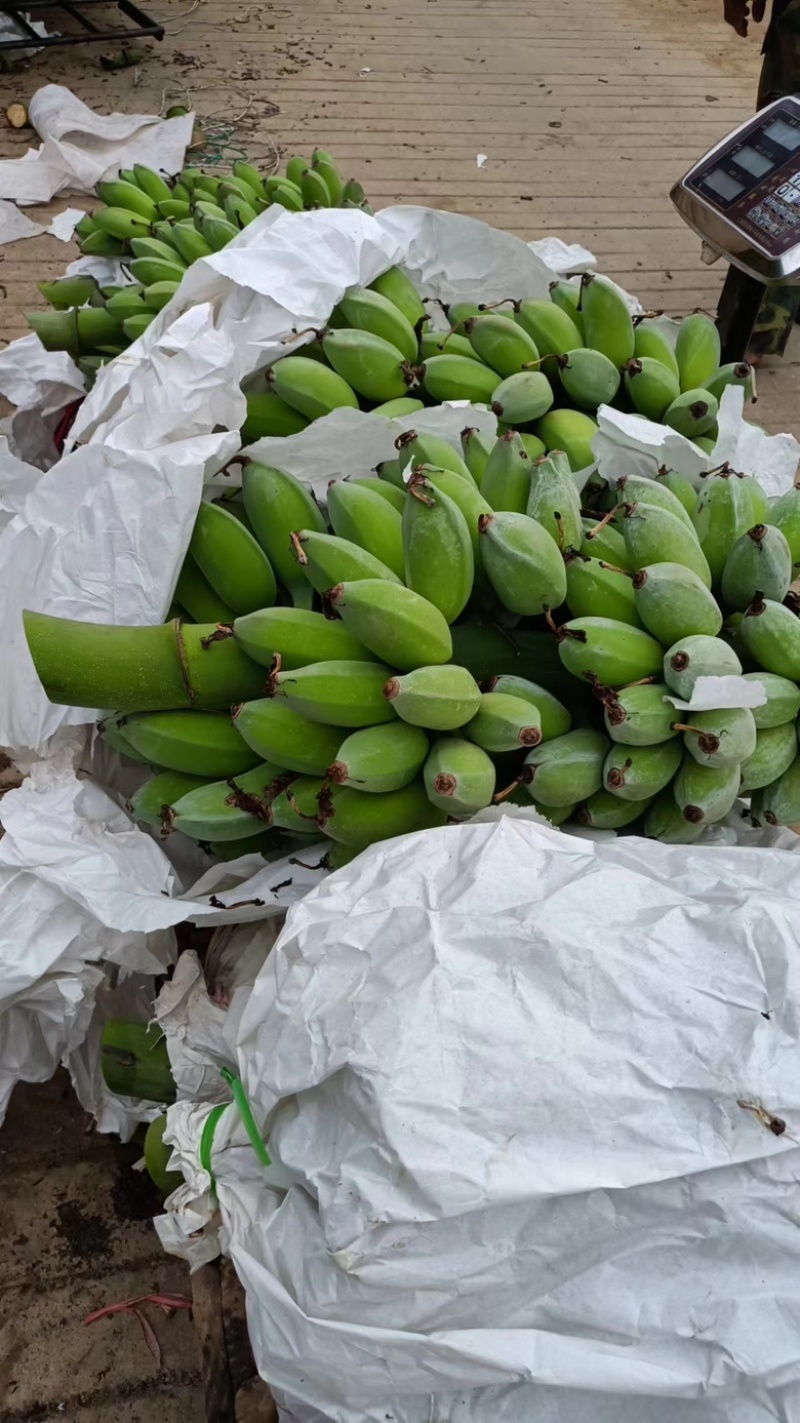 【精品苹果蕉】云南红河产区直发，量大从优，对接全国客商