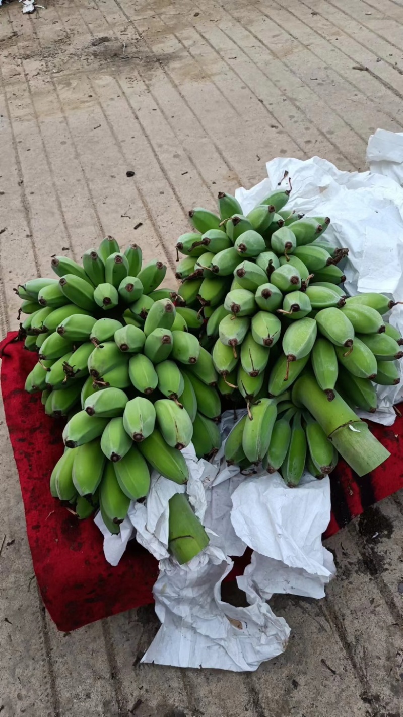 【精品苹果蕉】云南红河产区直发，量大从优，对接全国客商