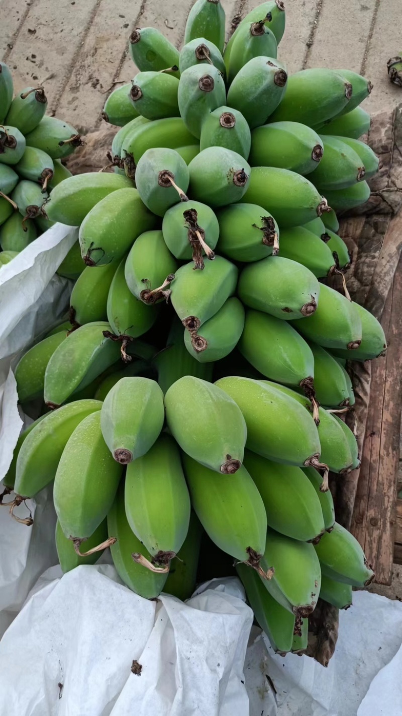 【精品苹果蕉】云南红河产区直发，量大从优，对接全国客商