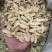 甘肃道地正宗北芪黄芪指甲片***无硫泡水大货批发