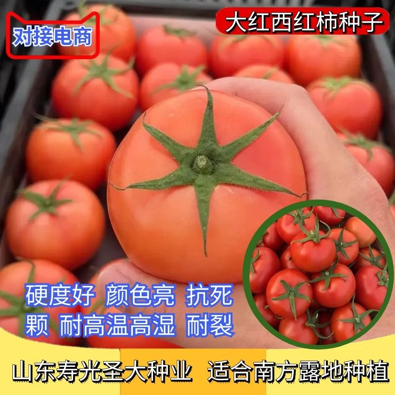 抗青枯嫁接西红柿苗嫁接番茄苗嫁接大红西红柿苗石头果