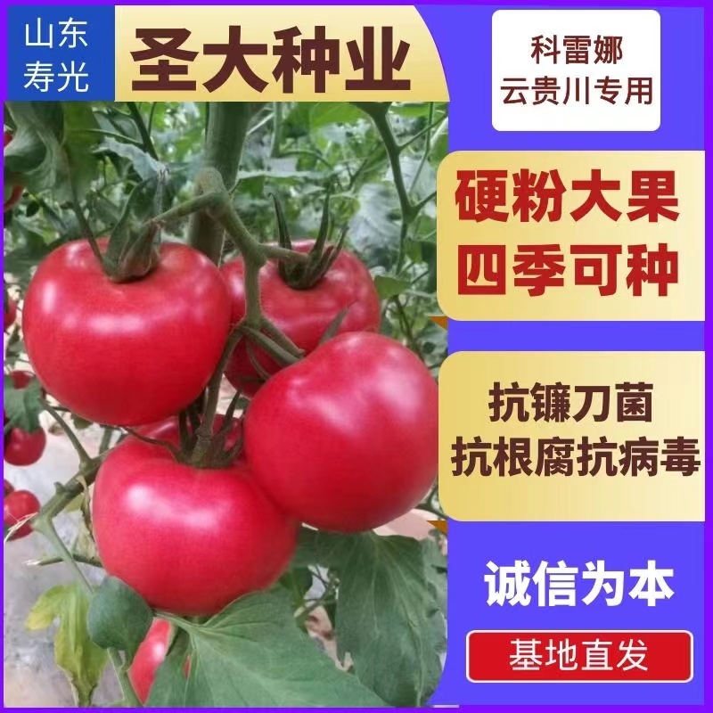 抗青枯嫁接西红柿苗嫁接番茄苗嫁接大红西红柿苗石头果