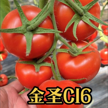 抗青枯嫁接西红柿苗嫁接番茄苗嫁接大红西红柿苗石头果