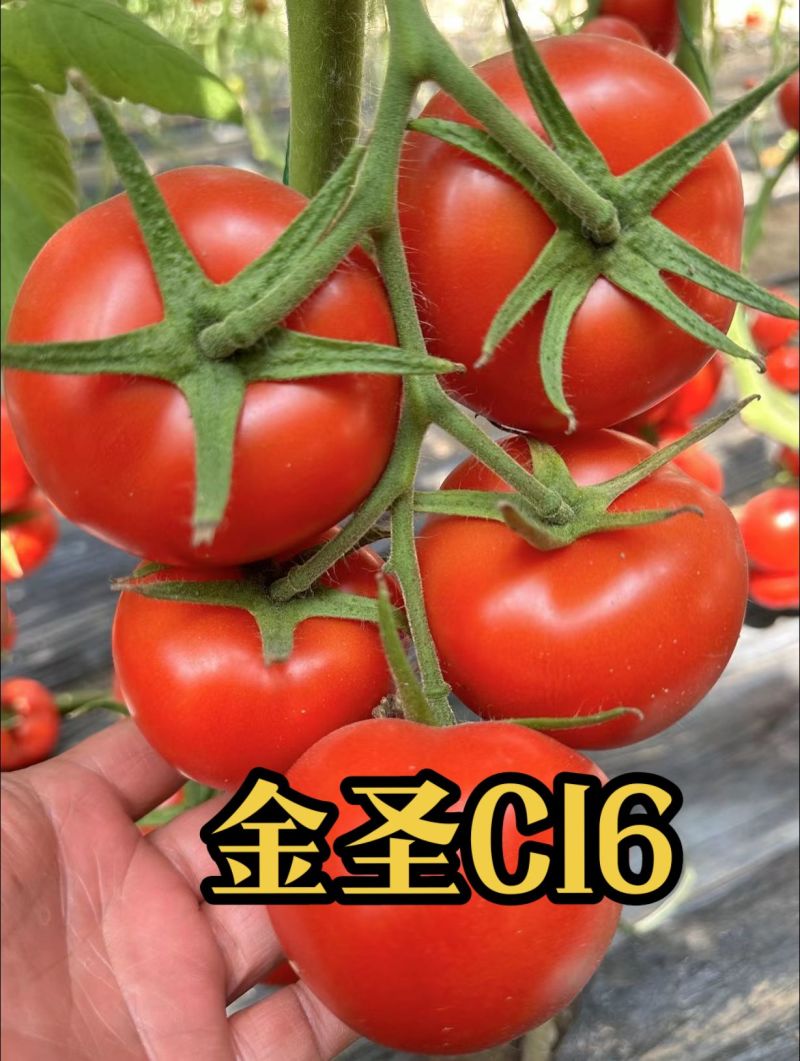 抗青枯嫁接西红柿苗嫁接番茄苗嫁接大红西红柿苗石头果