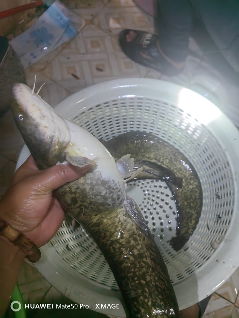 土鲶鱼
