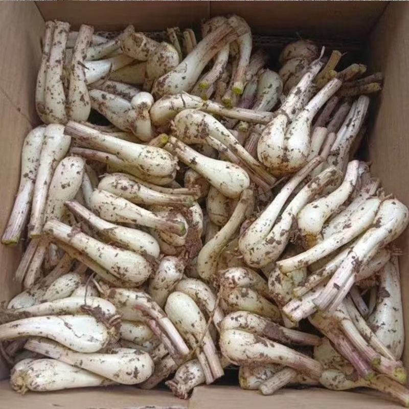云南藠头新鲜藠头产地直销，品质保证，全国代发